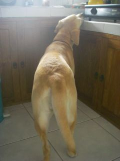 �܂��Ȃ肩�H