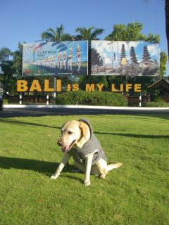 BALI is My Life