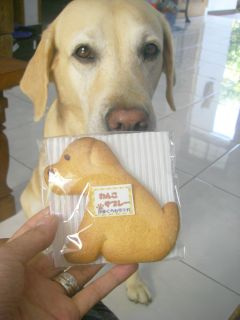 �����SUCI�����̃_���I